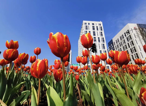 Time to admire blossoms in Ningbo as spring arrives