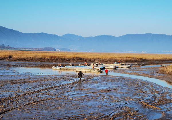 Oysters enter the market in Xiangshan