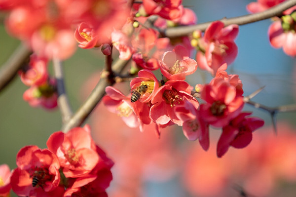 Begonia blossoms enchant visitors in Ningbo