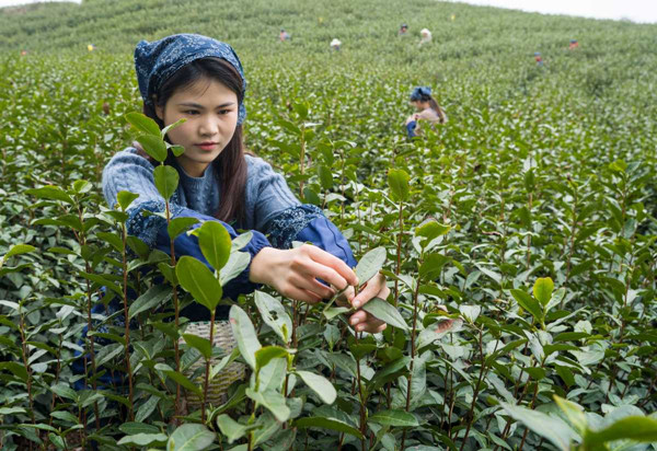 Ninghai welcomes tea harvest season