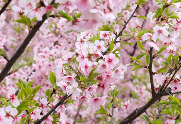 Cherry blossoms in Darengu Resort