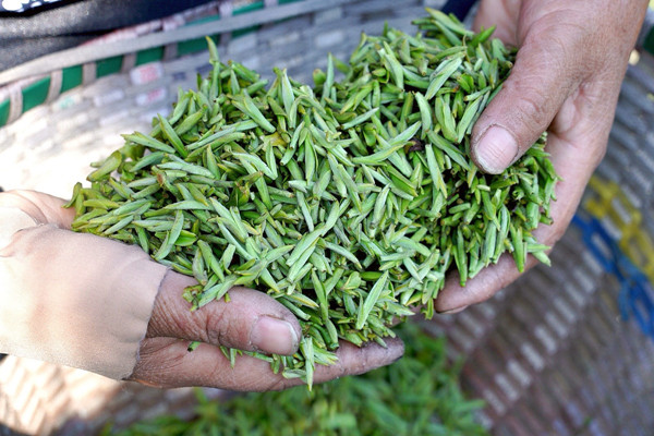 Farmers start picking spring tea in Ningbo