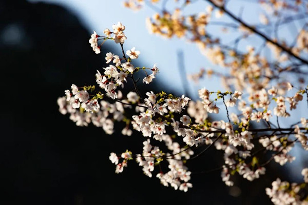 A guide to admiring spring blossoms in Ningbo