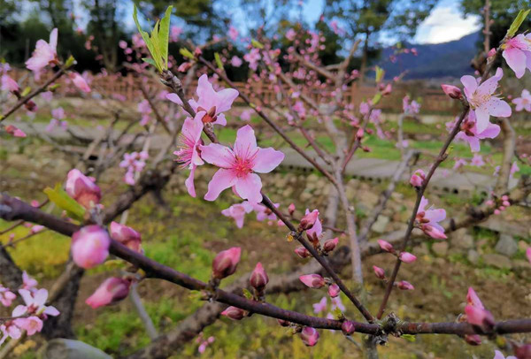 Come to admire peach blossoms in Fenghua