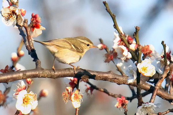 Yellow-browed warblers spotted in Cixi