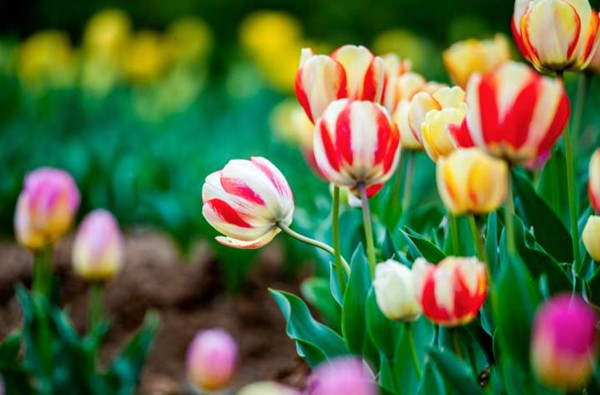 Tulips in full bloom in Ningbo Botanical Garden 