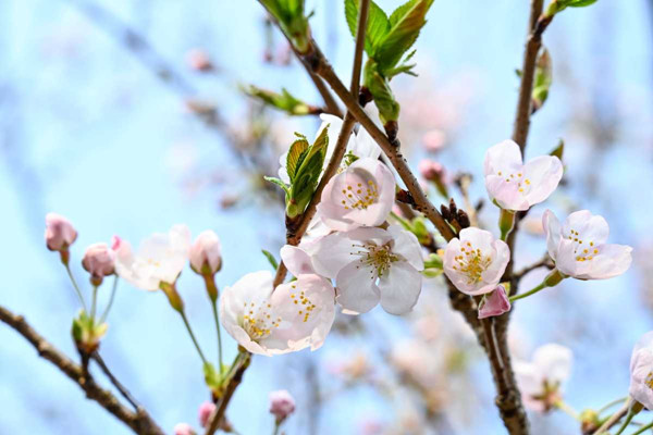 Cherry blossoms bloom in Xikou