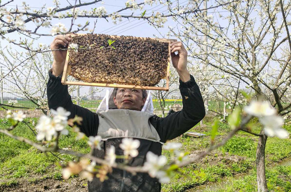 In pics: Apiarists busy collecting pollen in Ningbo    