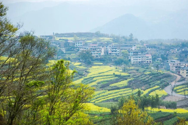 Tracts of rapeseed blossoms draw visitors to Ningbo