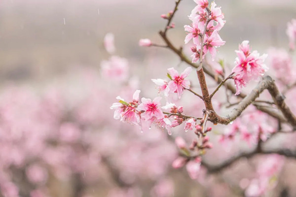 Enchanting view in Ningbo of peach blossoms in the rain