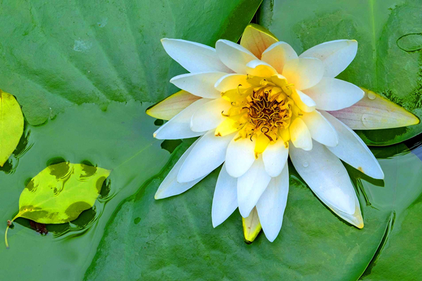 Water lilies enter flowering period in Ningbo