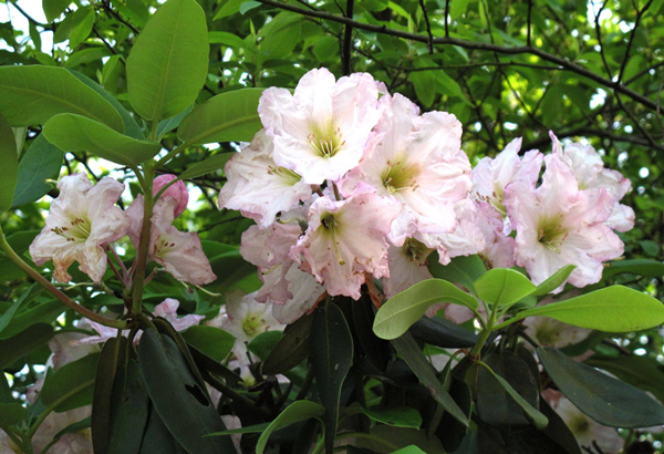 Ningbo blazes with azalea blossoms