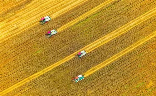 Zhejiang sees increase in summer output of grains