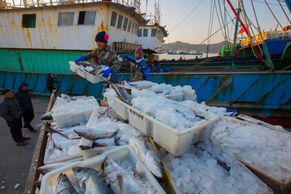 First catch of seafood in New Year hits market