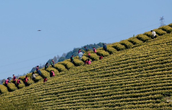 Tea event kicks off in Ningbo