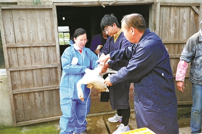 Goose farming offers opportunities for the disabled