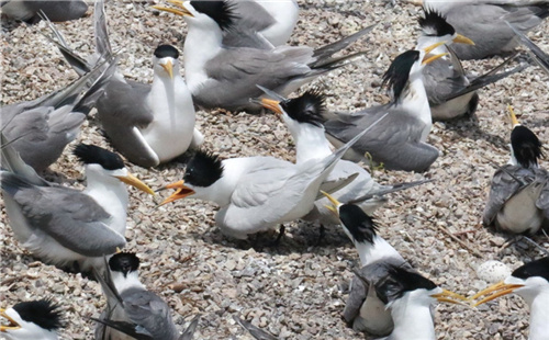 New record spotting of rare 'Bird of Legend' in Zhejiang