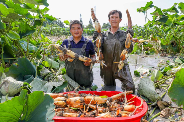 Harvest season brings untold benefits to lotus farmers