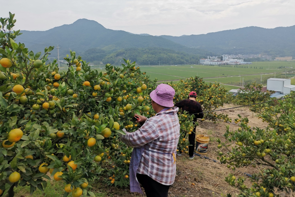 Early-maturing citrus enter harvest season in Ningbo