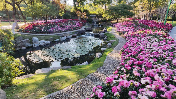 Autumn romance unveiled at Rihu Park: A spectacular dahlia exhibition