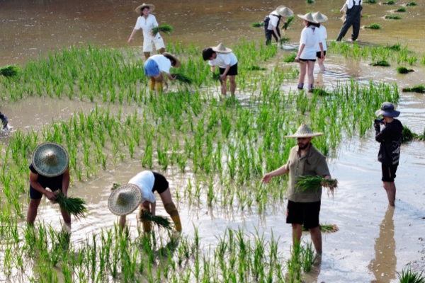 Ningbo University students engage in rice planting in Fenghua village