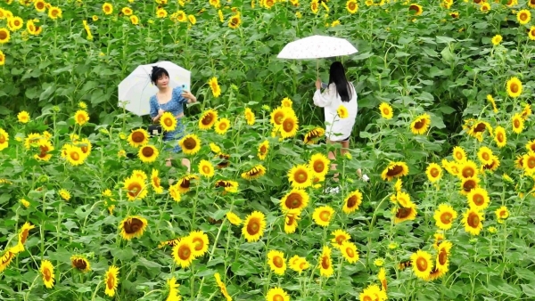 Qianwan New Area glows with blooming sunflower fields