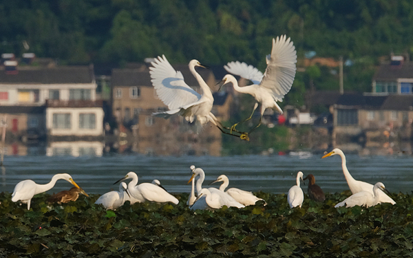 Egrets thrive around Dongqian Lake