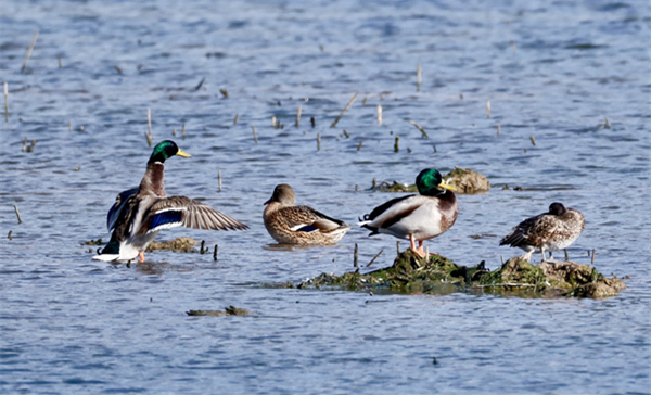 Winter migrants grace Meishan Bay