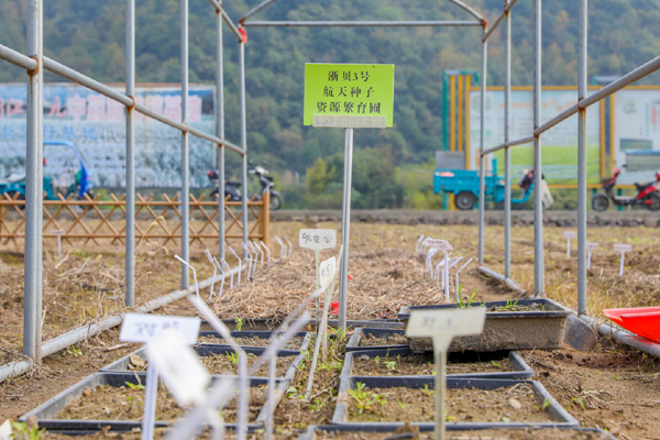 Herbal seeds return to Ningbo after space journey