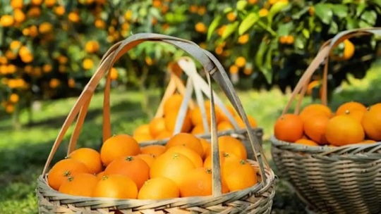 From field to fortune: Fruit sweetens lives of many