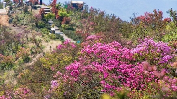 Spring blooms and tourism surge in Ningbo