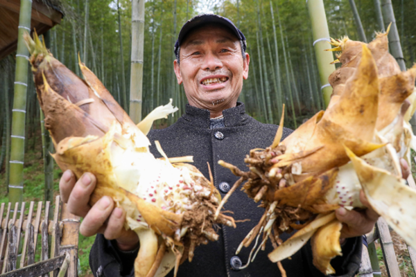 Livestreams boost bamboo shoot sales