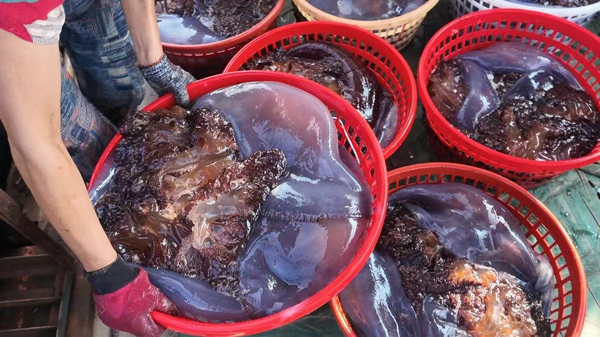 Xiangshan sees significant surge in jellyfish yields