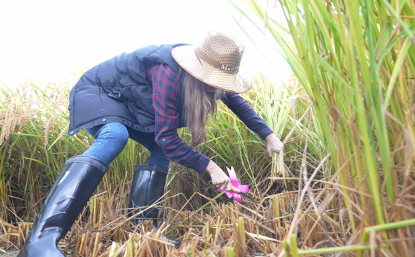 Ningbo students join rice harvest fest   