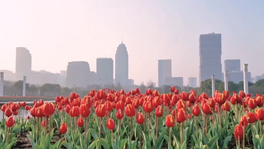 Tulips in full bloom at Yinzhou Cultural Plaza