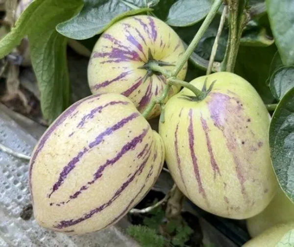 1765779969408011665.jpg 图片1.jpg