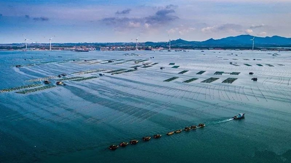 Shandong enjoys booming marine ranch development