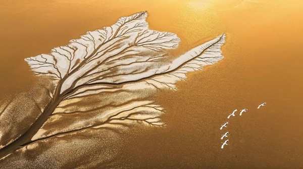 1750151570844075000.jpg 黄河文化1.jpg