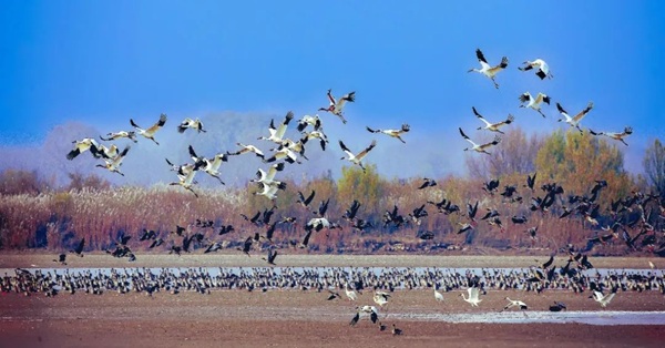 1750151695133014931.jpg 黄河文化2.jpg