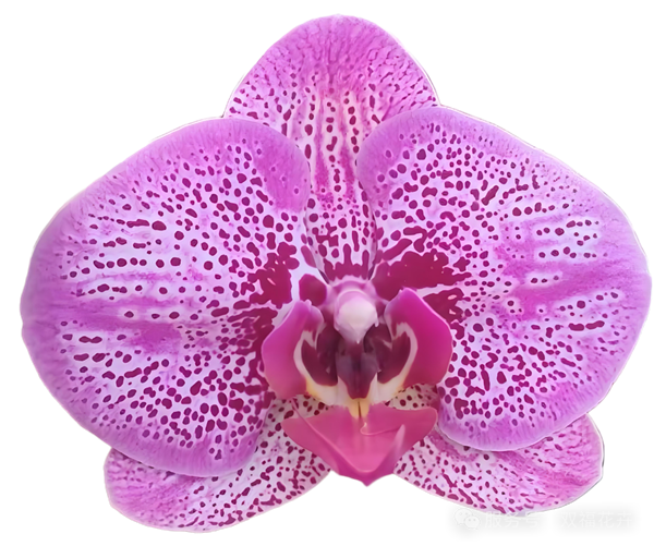 1750238512930015104.png 东营英文网.png