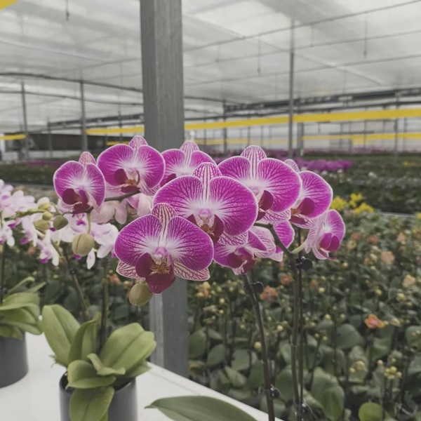 1750238641235033367.jpg 东营英文网4.jpg