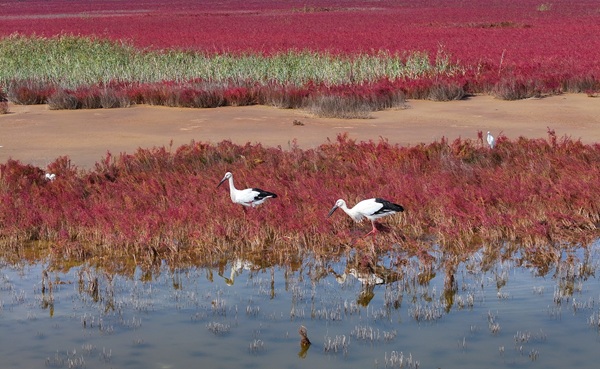 1759050181926088704.jpg 东营英文网 (2).jpg