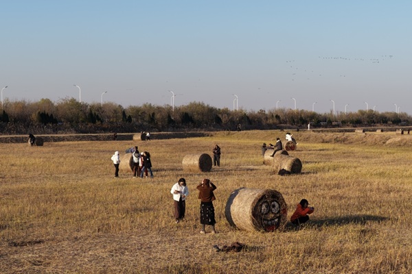 Innovation raises golden fields from former barren salt flats