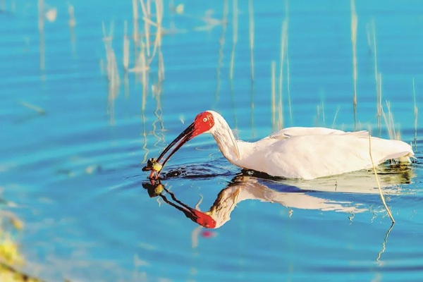 Record flight highlights Dongying's conservation success