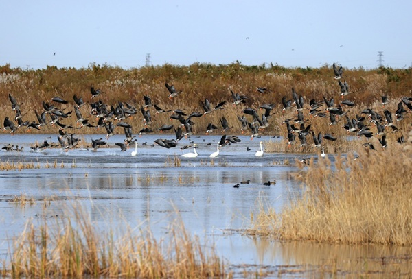 Dongying promotes ecological protection in Yellow River Delta