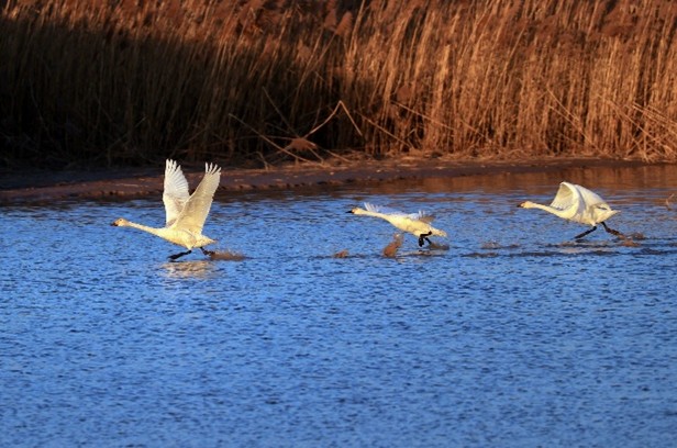 Dongying pushes forward with Yellow River Estuary National Park