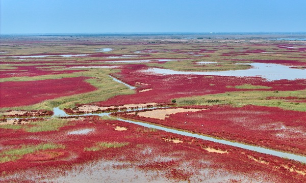 Dongying's 'red carpet' turns fiery red for peak season