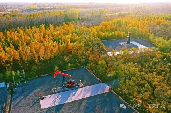 Industry, nature thrive together in Dongying