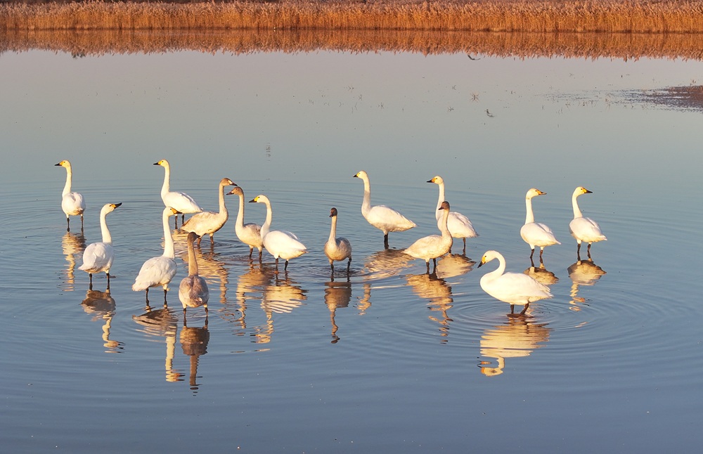 Dongying's Yellow River Delta welcomes peak season for birdwatching