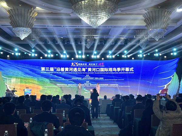 Birdwatching season kicks off in Dongying, highlighting biodiversity